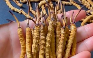 冬蟲夏草正品怎樣辨別？那曲行業平臺教你精準避坑