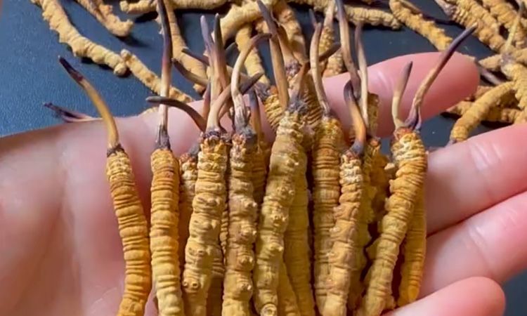 冬蟲夏草最長可以長多少