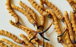 去西藏哪里買冬蟲夏草？藏農神草那曲源頭品牌，解鎖本地正宗選購地